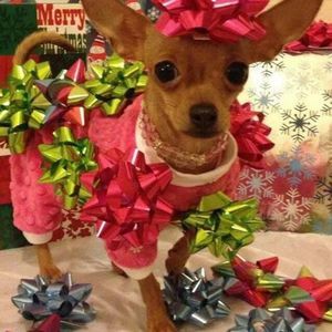 Meet your Posher, Janice